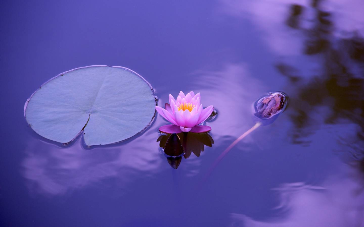 Flor de loto sobre agua quieta. A su lado, un renacuajo va nadando.