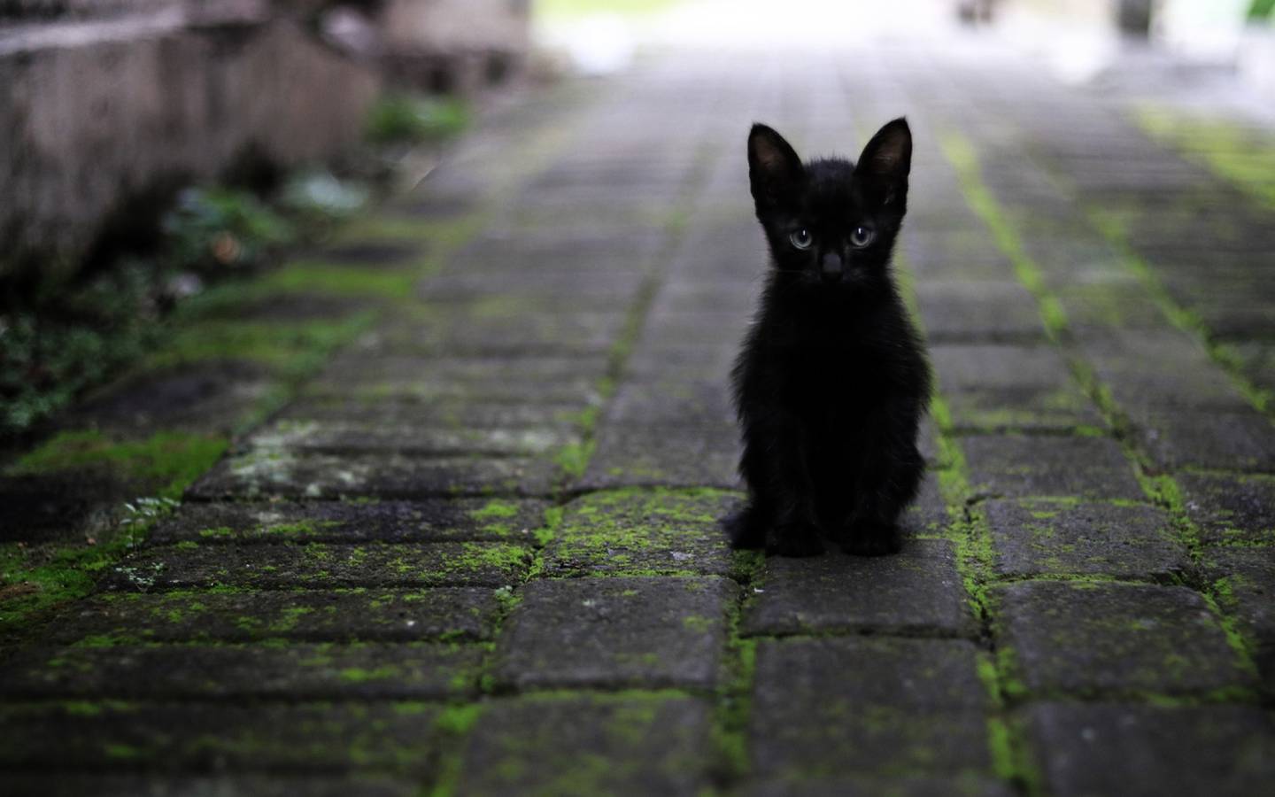Gato negro bebé sobre una superficie de adoquines musgosos