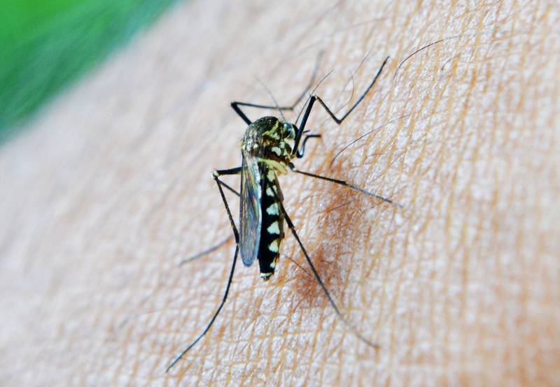 Foto macro de un mosquito picando la pien de una persona.