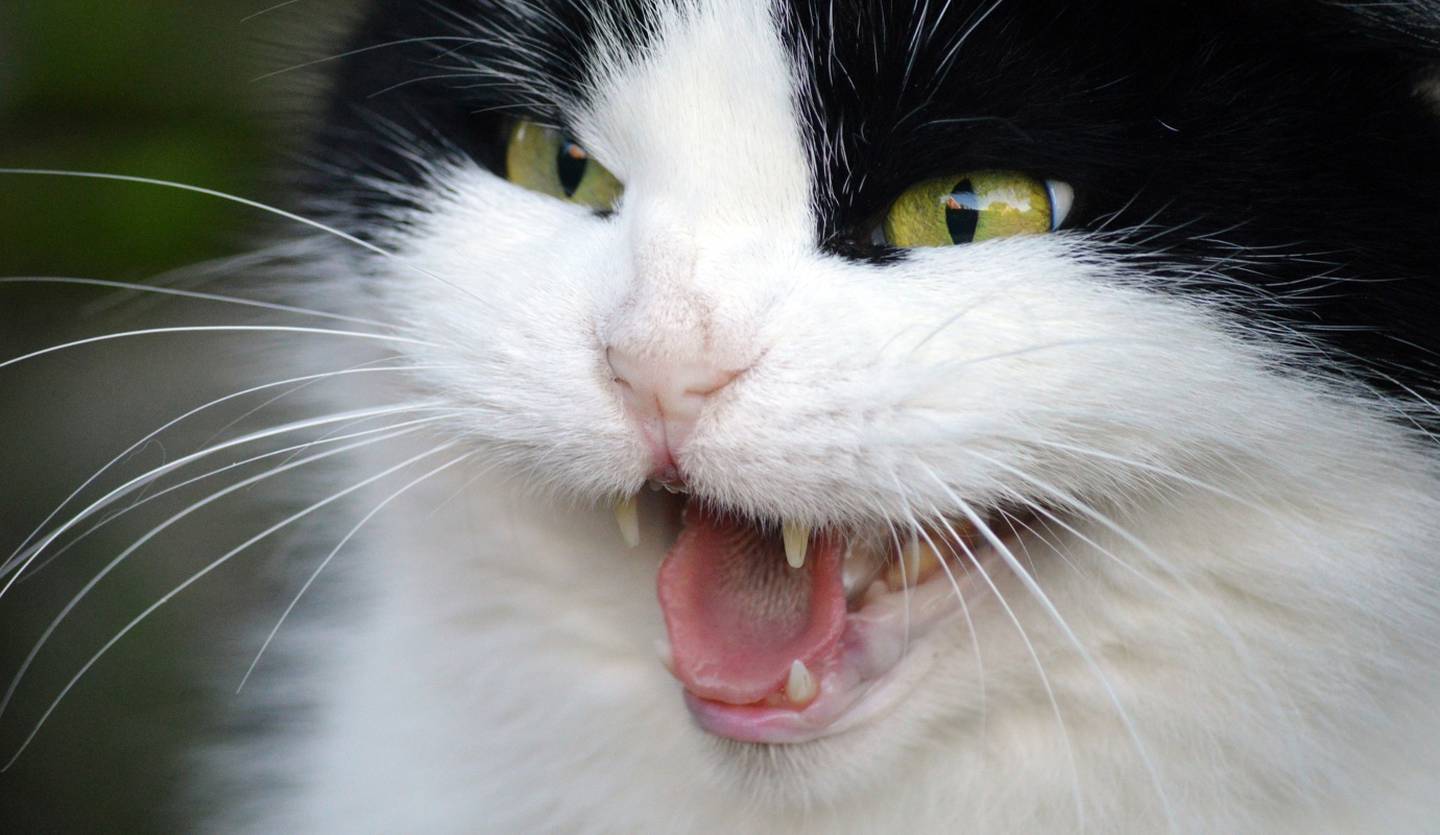 Gato blanco y negro en primer plano. Agresivo con la boca abierta, mostrando los colmillos en actitud amenazante