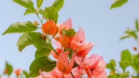 El poder curativo de la bugambilia: más que una flor bonita