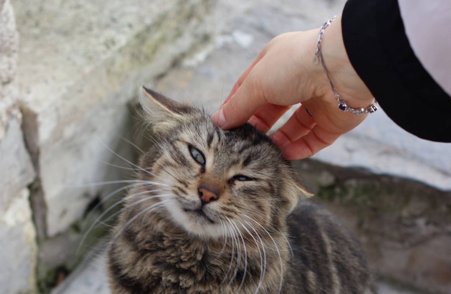 Gato gris de pelaje moteado siendo acariciado por una mano femenina.