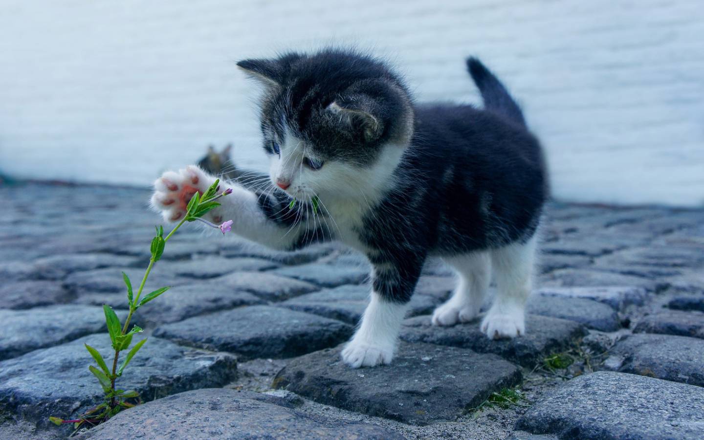 Gatito bebé jugando con una flor