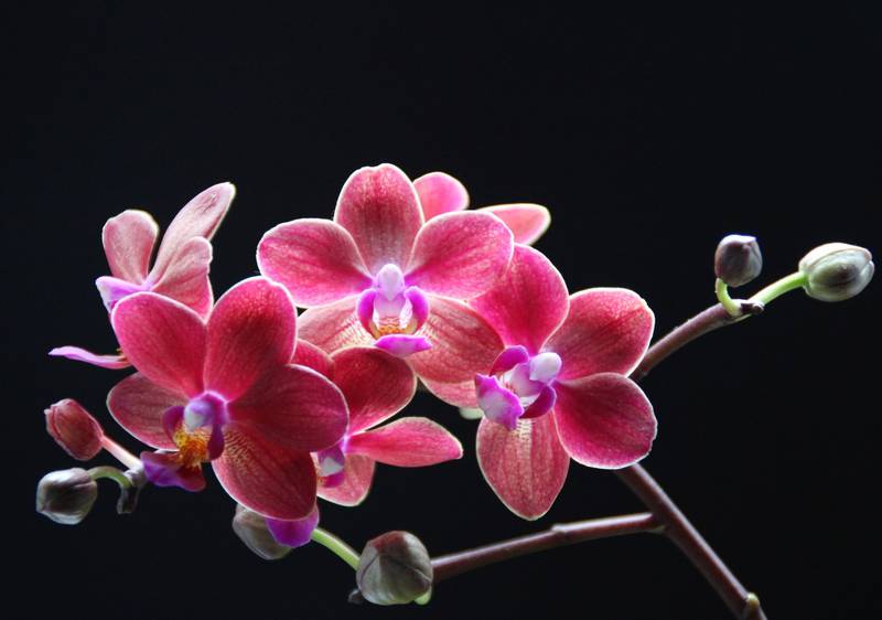Una rama de orquídeas floridas sobre un fondo negro.