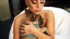 Lady Gaga puede estar tranquila: ladrón de sus perros fue condenado a la cárcel
