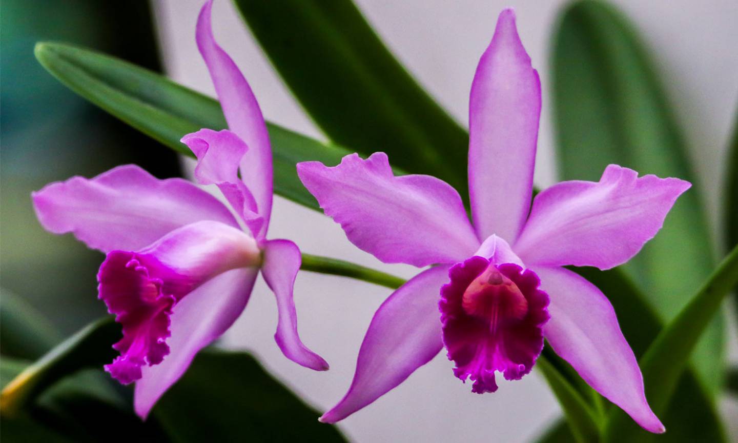 Dos orquídeas Cattleya de color morado.