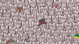Reto visual: Un gato está escondido entre los mapaches ¿podrás encontrarlo? 