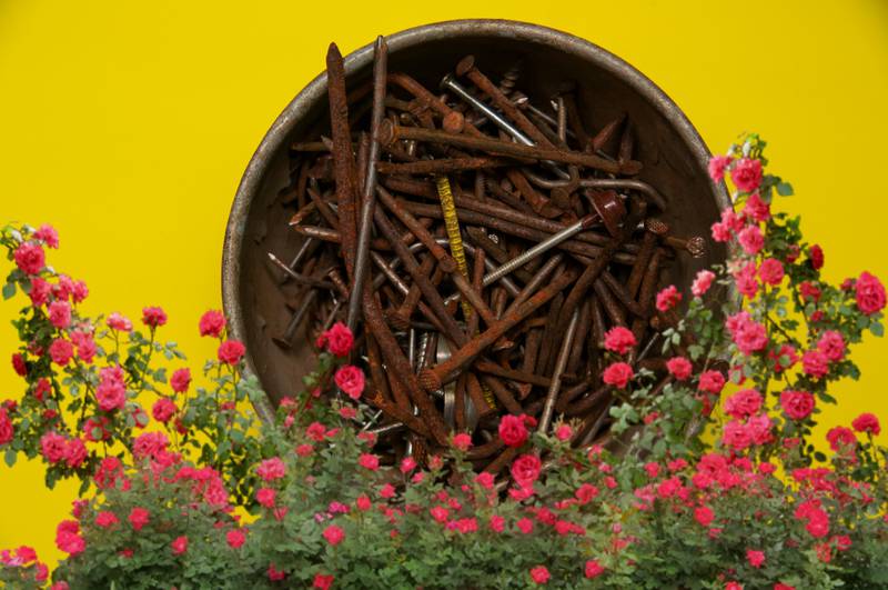Collage donde sobre un fondo amarillo aparece un tacho lleno de clavos oxidados, enmarcados en un arbusto de rosas rojas.