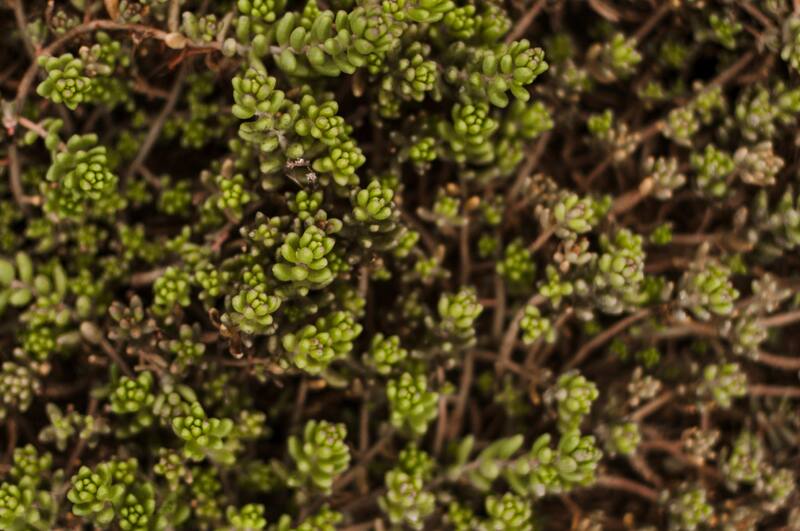 Sedum Morganianum - Suculenta colgante
