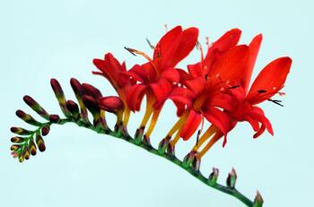 Floreciendo al final del verano: 5 plantas para un jardín florido y estupendo