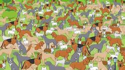 TEST VISUAL: ¿Serás capaz de encontrar al cachorro entre los perros?