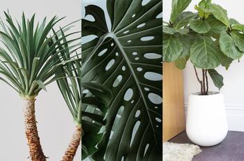 ¡No necesitas ser experto! 3 plantas gigantes de interior para principiantes