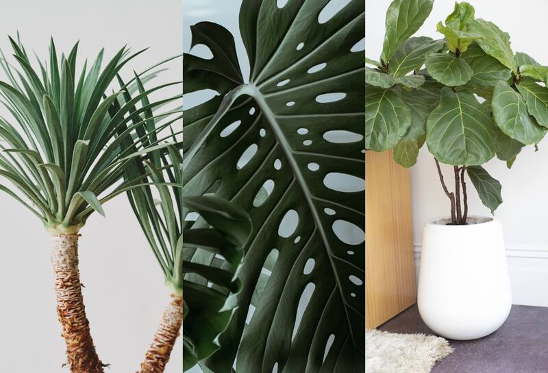 Estas plantas son ideales para que los principiantes en el cuidado de plantas puedan decorar espacios grandes.