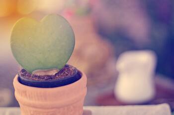 Suculentas de la prosperidad: cómo multiplicar tu hoya kerrii por hoja