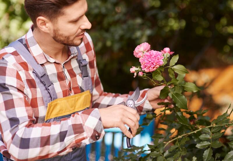 La poda de rosas sirve para que la planta esté más vigorosa.