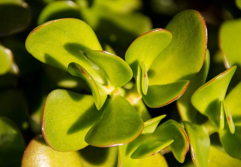 Esta suculenta, oriunda de Mozambique y sudáfrica, ha sido relacionada durante siglos con la prosperidad.