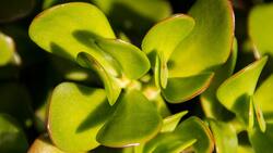 Feng Shui: Atrae la propseridad al colocar un árbol de jade de tu cocina