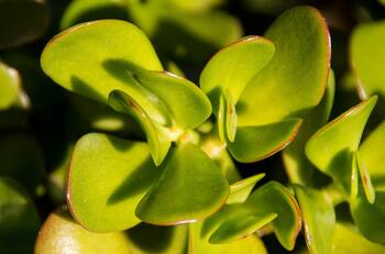 Feng Shui: Atrae la propseridad al colocar un árbol de jade de tu cocina