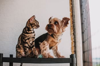 Elimina los olores de orina de tus mascotas con este truco casero