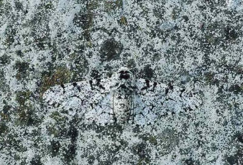 Encuentra a la polilla oculta en la imagen antes de que se vaya volando.