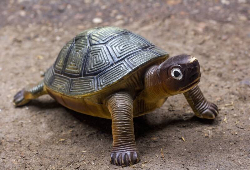 Según la tradición china, las tortugas son protectoras del hogar.