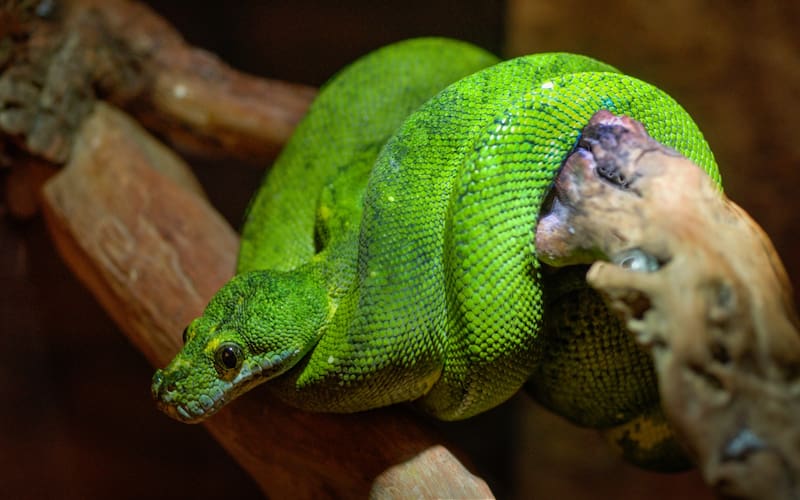 La serpiente verde simboliza la sabiduría ancestral y la conexión con la naturaleza.