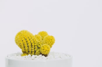 El encanto del cactus amarillo: Feng Shui y abundancia