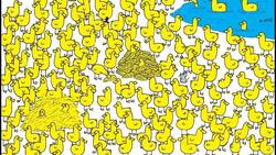 Reto visual: Encuentra al único pollito perdido entre los patos