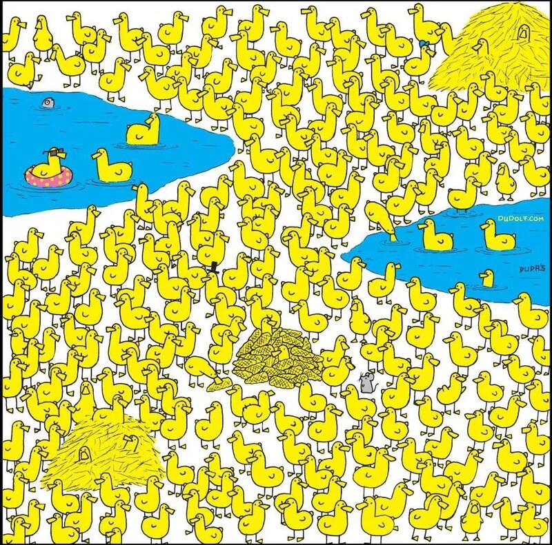 Reto visual: Encuentra al pollito escondido entre los patos - Créditos: Internet