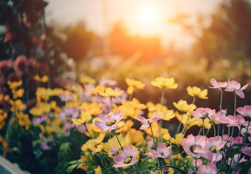 Los nutrientes harán que tu jardín explote en flores.