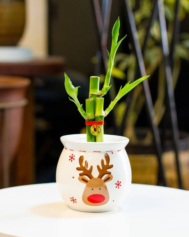 El feng shui recomienda dar estos obsequios para garantizar la abundancia en las personas - Créditos: Instagram