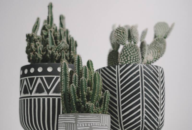 Coloca tus cactus en los siguientes lugares para aprovechar las energías según el Feng Shui.