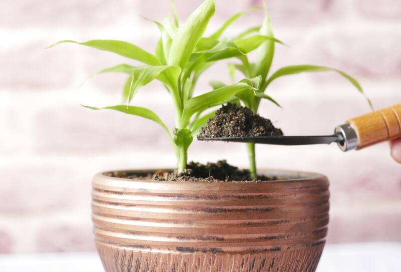 Coloca bambú en los siguientes lugares para atraer buena suerte.