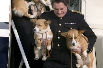 El destino de los amados perros de la Reina Isabel II