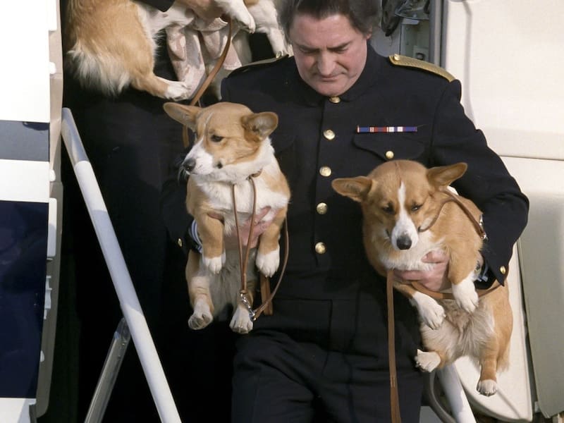 Los corgis fueron trasladados desde Balmoral tras el fallecimiento de la Reina Isabel II. - Créditos: Daily Mirror
