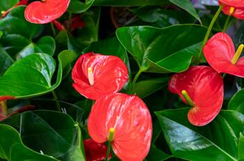 Revive tu anturio con este abono hecho en casa