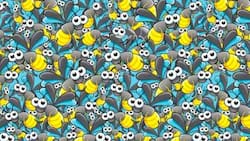 Test visual: Encuentra a la hormiga escondida en menos de 13 segundos