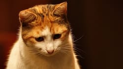 ¿Qué significa soñar con gatos? Esta es la interpretación de que los mininos aparezcan en tus sueños