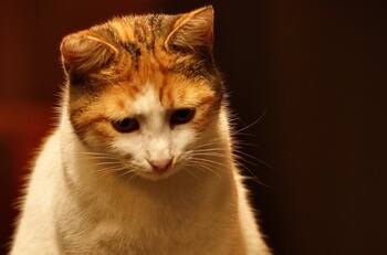 ¿Qué significa soñar con gatos? Esta es la interpretación de que los mininos aparezcan en tus sueños