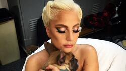 Lady Gaga puede estar tranquila: ladrón de sus perros fue condenado a la cárcel