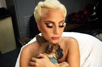 Lady Gaga puede estar tranquila: ladrón de sus perros fue condenado a la cárcel