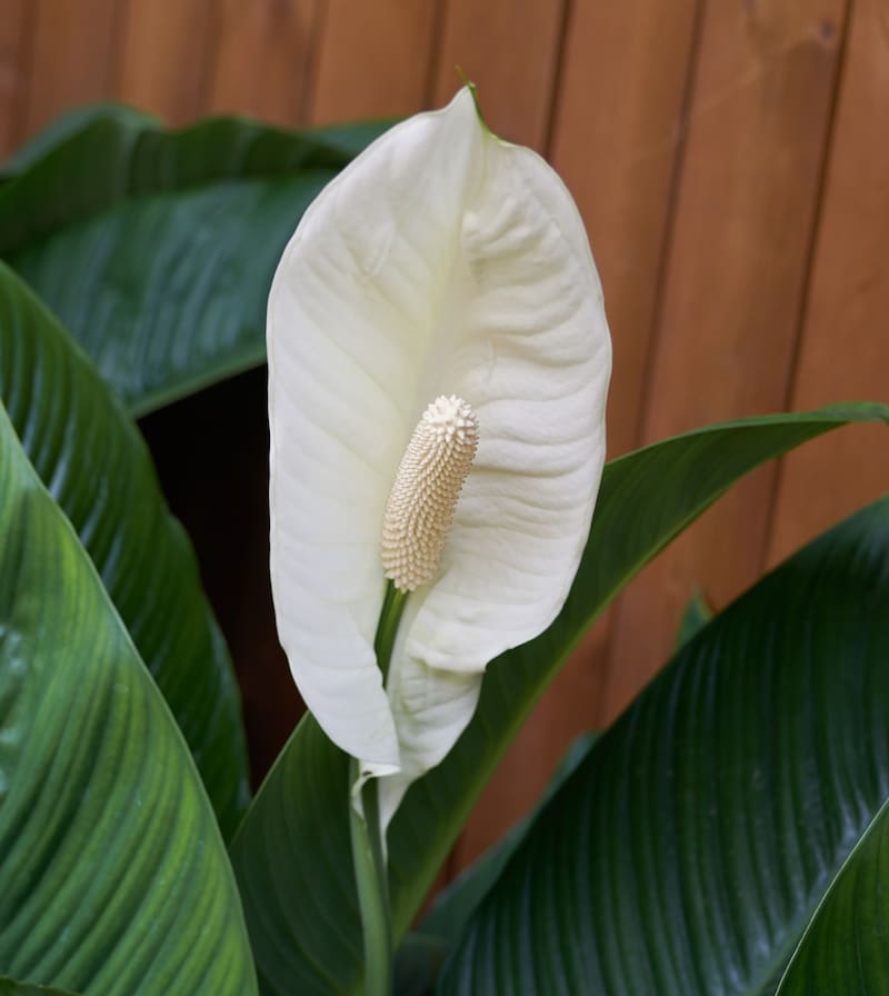 Haz un abono casero para cuidar tu Anturio.