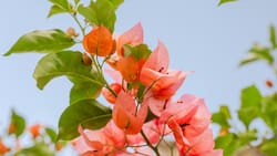 El poder curativo de la bugambilia: más que una flor bonita