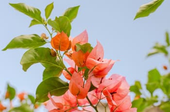 El poder curativo de la bugambilia: más que una flor bonita
