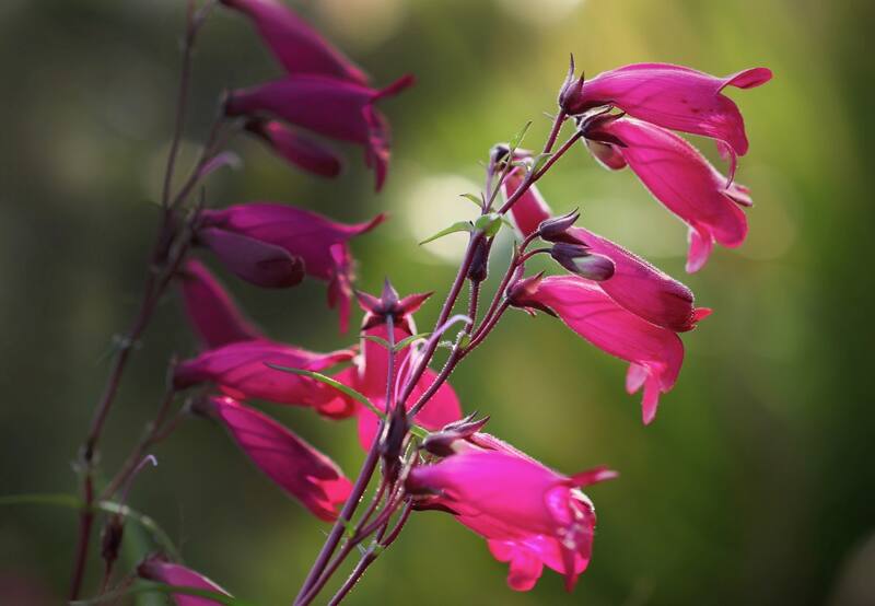 Penstemon