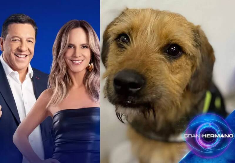 Más de 1800 denuncias se han cursado ante la autoridad correspondiente por el maltrato recibido por el perro.