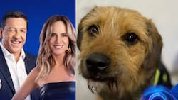 Más de 1800 denuncias de maltrato animal contra ‘Gran Hermano’ Chile por violencia contra Bigote