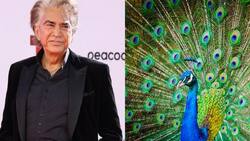 “El misterio detrás de ‘Pavo Real’: La historia oculta de la famosa canción del Puma Rodríguez”