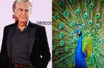 “El misterio detrás de ‘Pavo Real’: La historia oculta de la famosa canción del Puma Rodríguez”