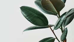 Guardianes verdes del hogar: 5 plantas de interior que purifican el aire